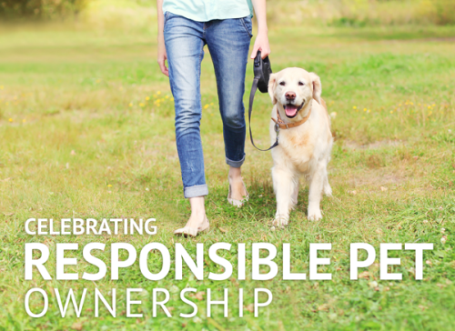 akc-responsble-pet-ownership