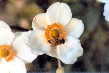 Anemone huphensis 'Alba'